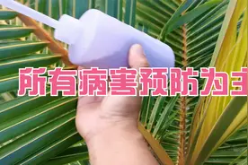 椰子种植虫害预防，椰子是长期经济作物，对虫害更要凸出预防为主