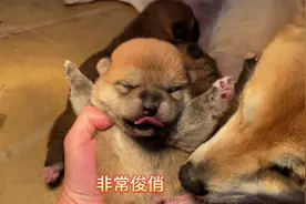 狗妈妈在偷懒，小狗狗自己爬过去找奶吃，这才出生4天太聪明了吧视频封面