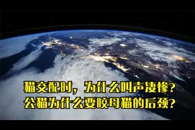 猫交配时，为什么叫声凄惨？公猫为什么要咬母猫的后颈？视频封面