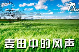 【放松舒缓】3小时自然白噪音：麦田中的风声，冥想助眠适用视频封面
