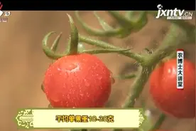 樱桃番茄形似樱桃，色泽艳丽口感酸甜营养丰富，可作鲜果食用视频封面