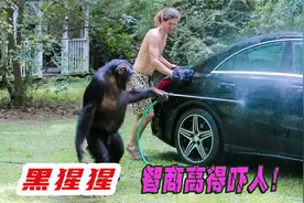 聪明的黑猩猩，智商不输人类，会制作使用工具，还会搞暗杀！