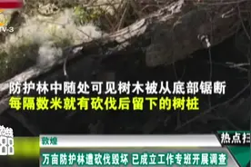 敦煌：万亩沙漠防护林遭剃光头式砍伐 当地政府已成立工作专班视频封面