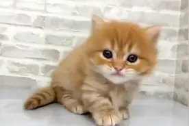 猫咪的肢体语言，你能猜透么？看完涨见识了视频封面