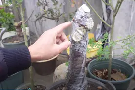 山木香老桩发芽了，外面却包裹着保鲜膜，接下来这步操作很重要视频封面