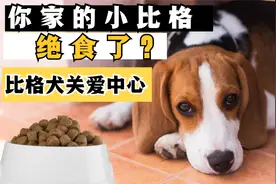 狗狗突然绝食千万别不当回事，问题拖延可能带来生命危险！视频封面