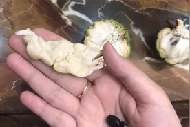开箱试吃番荔枝又名释迦果，口感浓郁味道香甜，你吃过没？视频封面