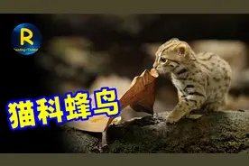 世上最小的锈斑豹猫，卖萌是表象，逮松鼠抓兔子，一顿要吃半斤肉视频封面