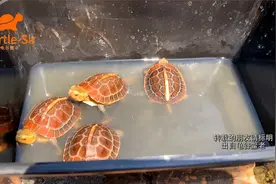 黄缘龟背甲甲片缝隙发白是怎么回事，是否生病了「龟谷鳖老」视频封面