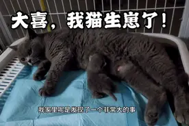 忧君要当猫爷爷了，我养了一年的猫，没想到突然生了小猫崽！