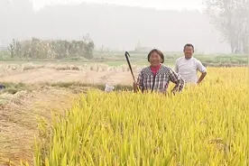 去地里量了一下1亩有1000平，水稻产量多少看农民怎么说视频封面