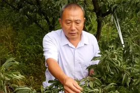 李子生理性卷叶
