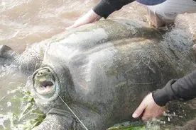 黄河边大爷逮鱼60年见过最大的甲鱼58斤，大甲鱼卖了10000块钱视频封面