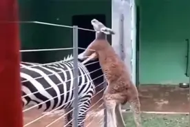 搞笑视频：老兄，你长得怎么跟个驴站起来一样，你说什么怎么说话