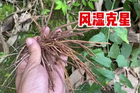 威灵仙也叫“老虎须”，原来价值那么大！遇到挖一些回家视频封面