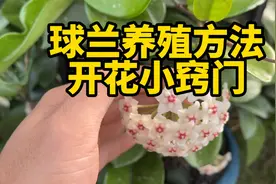 球兰的养殖方法,开花小窍门,小盆养,吊着养还是爬藤养都很好看视频封面