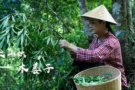 摘一筐木姜子回来做炖旱鸭顺便炸点木姜子油，它味道独特视频封面