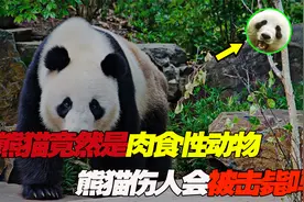大熊猫伤人会被击毙吗？看似憨厚呆萌的熊猫，竟是凶悍的肉食者？视频封面