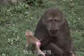 有交配优先权的猴王可以跟所有雌猴交配，但为何雌猴不忠于猴王？视频封面