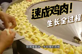 速成鸡肉生长全过程视频封面