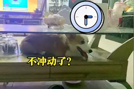 冲动是魔鬼，我家柯基小短腿真是太冲动了，笑到肚子疼