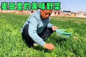 来了解认识下这种野菜，麦田里特别多，许多人都以为是杂草视频封面