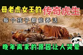 万物有灵，母老虎女王的开挂一生，凭什么他生的娃能全部养活视频封面