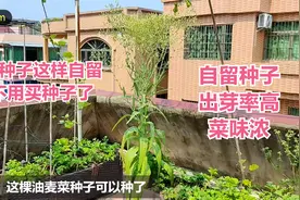 楼顶种菜：油麦菜种子不用买，这样自留种子，出芽率高菜也好吃视频封面