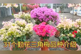 31个超漂亮、勤花三角梅品种逐一介绍，喜欢的花友不要错过！视频封面