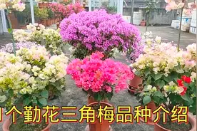 31个超漂亮、勤花三角梅品种逐一介绍，喜欢的花友不要错过！视频封面