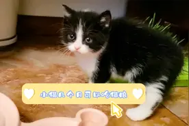 小猫咪几个月可以吃猫粮，要分阶段，采用不同的猫粮喂食