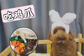 安静的小泰迪，晚餐啃养生鸡爪，呆萌又可爱