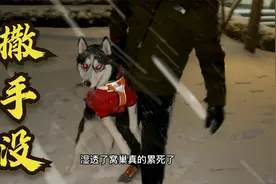二哈真是个撒手没，一溜烟就不见了，主人追了5里地才抓住它，逗视频封面