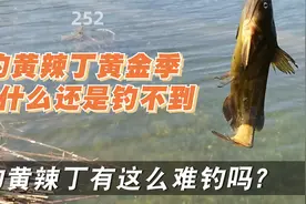 钓黄辣丁技巧和方法分享！新手户外钓鱼野钓知识钓位打窝选择教学视频封面