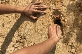放牛老人在峭壁上发现洞穴，洞内发出刺耳的声音，小伙过去直接掏视频封面