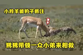 小羚羊被豹子抓住，狒狒带领一群小弟来相救，这下有好戏看了视频封面