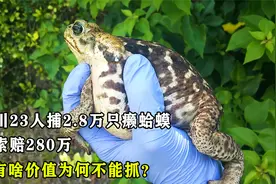 四川23人捕2.8万只癞蛤蟆，遭索赔280万，它有啥价值为何不能抓？视频封面