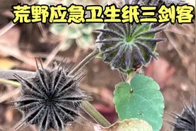 荒野应急卫生纸三剑客之一的苘麻还有哪些用处？视频封面