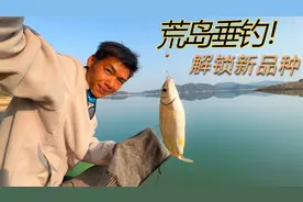 孤岛垂钓第二天，第一次钓到黄尾鱼，大库鱼种就是丰富！视频封面