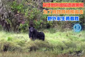 女子野外独居遭遇黑熊，野外求生勇者胜——女子试图与熊“交流”视频封面