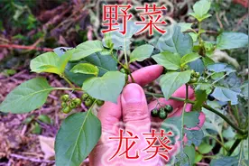 野菜“龙葵”叶子有毒！果别名“黑豆豆”，普通植物用途了解吗？