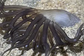 赶海，发现沙滩上一根根小管里有这种管虫，好像大海葵一样视频封面