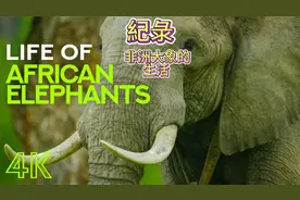 非洲大象的生活 - 地球上最大的陆生哺乳动物视频封面