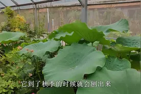 大型碗莲“大洒锦”开花复色，养它注意几点，开花又大又多视频封面