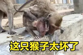 这只猴子太坏了，把小猴子欺负成这样子、真是气愤！视频封面