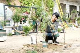 香豌豆是高档的切花素材，颜色丰富、开花量大，但是不能食用