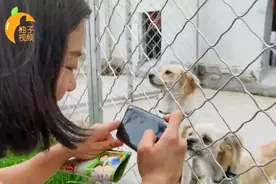 流浪犬的“家”长啥样？ 探访滨城区犬只收容救助中心视频封面