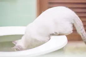 猫咪喜欢钻进卫生间玩，主人好奇的跟了过去，却被眼前画面气坏了