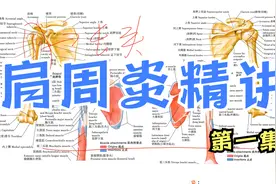 肩周炎相关知识精讲，肌肉粘连和挛缩的根源原来是神经视频封面