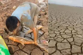 危险！鄱阳湖水位持续回落局部干涸 多人提麻袋拎桶现场抓鱼打包视频封面